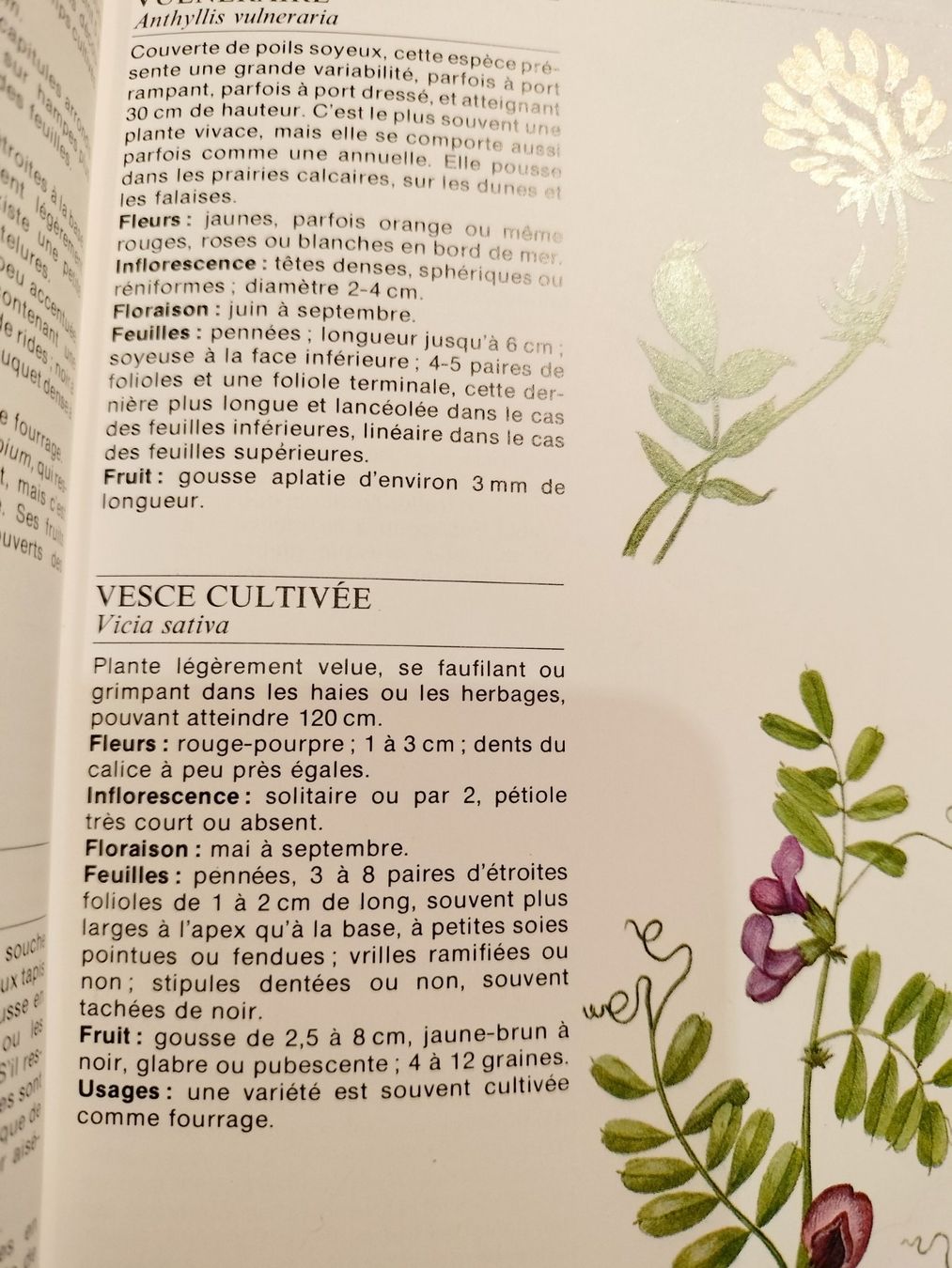 Libri: La vie des plantes – Usato da Cortaillod venduto da rozinna 5