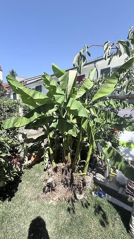 Plantes & graines: Bananenbaum – Neuf avec emballage d'origine à Winterthur par Avanesh 1