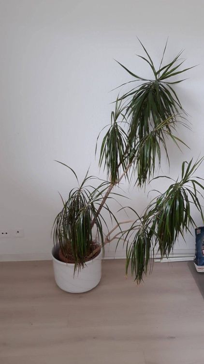 Wunderschöne Palme für die Wohnung Kaufen auf Ricardo