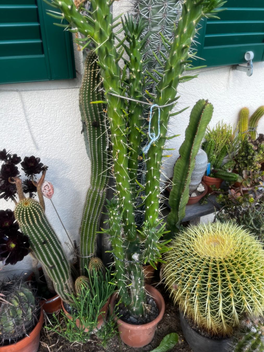 Piante & sementi: Austrocylindropuntia subulata monstruosa – Nuovo (secondo la descrizione) da Vinelz venduto da Wellensittich55 2