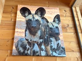 Großes Tier Bild ( Afrikanische Wilde Hunde)