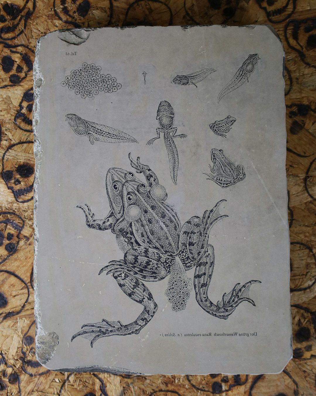 Grafica & Litografie: Lithostein, Lithographie "Frosch, Kaulquappe, Wasserfrosch" – Usato da Birrwil venduto da brandschatz_birrwil 1