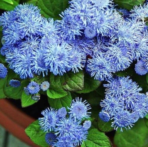 Pflanzen & Samen: 50 SAMEN GRAINES LEBERBALSAM NIEDER – Neu und originalverpackt aus Rovio von POSITIFFARTandPLANTS 4