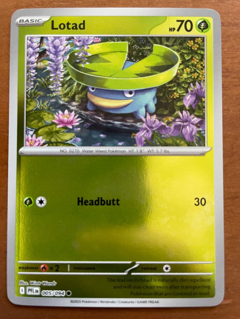 Pokémon Carte collezionabili: Pokemon Lotad Reverse (Versand gratis) – Nuovo (secondo la descrizione) da Chur venduto da Angerson