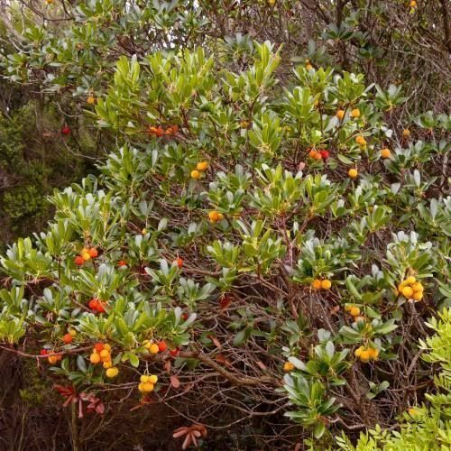 Piante & sementi: Arbousier ARBRE AUX FRAISES  20cm – Nuovo (secondo la descrizione) da Bremblens venduto da FIBONACCI369 3