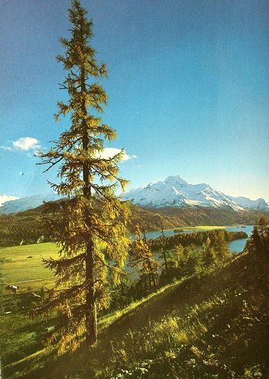 Ansichtskarten: SILVAPLANA Silsersee mit Piz La Margna – Gebraucht aus Jona von philajona