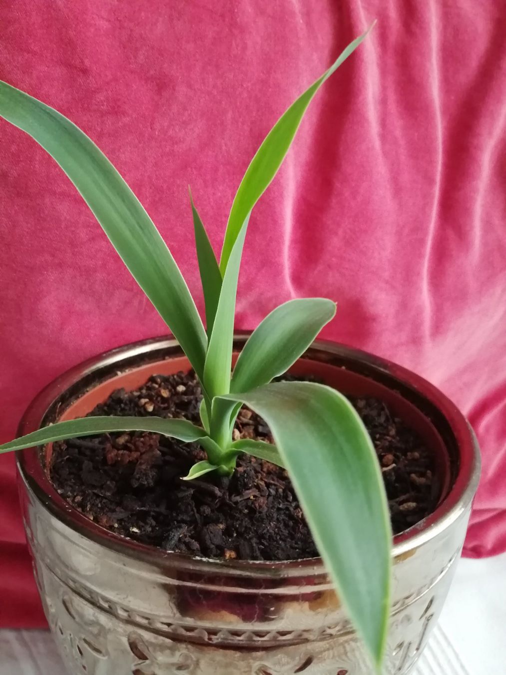 Piante & sementi: kleine Yucca – Usato da Windisch venduto da mer_6cjk 2