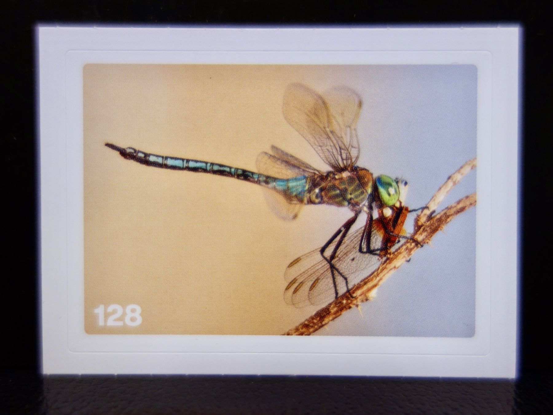 Migros Carte collezionabili: MIGROS MANIA Nature Detectives Nr. 128 – Usato da Kerzers venduto da djstarsky73