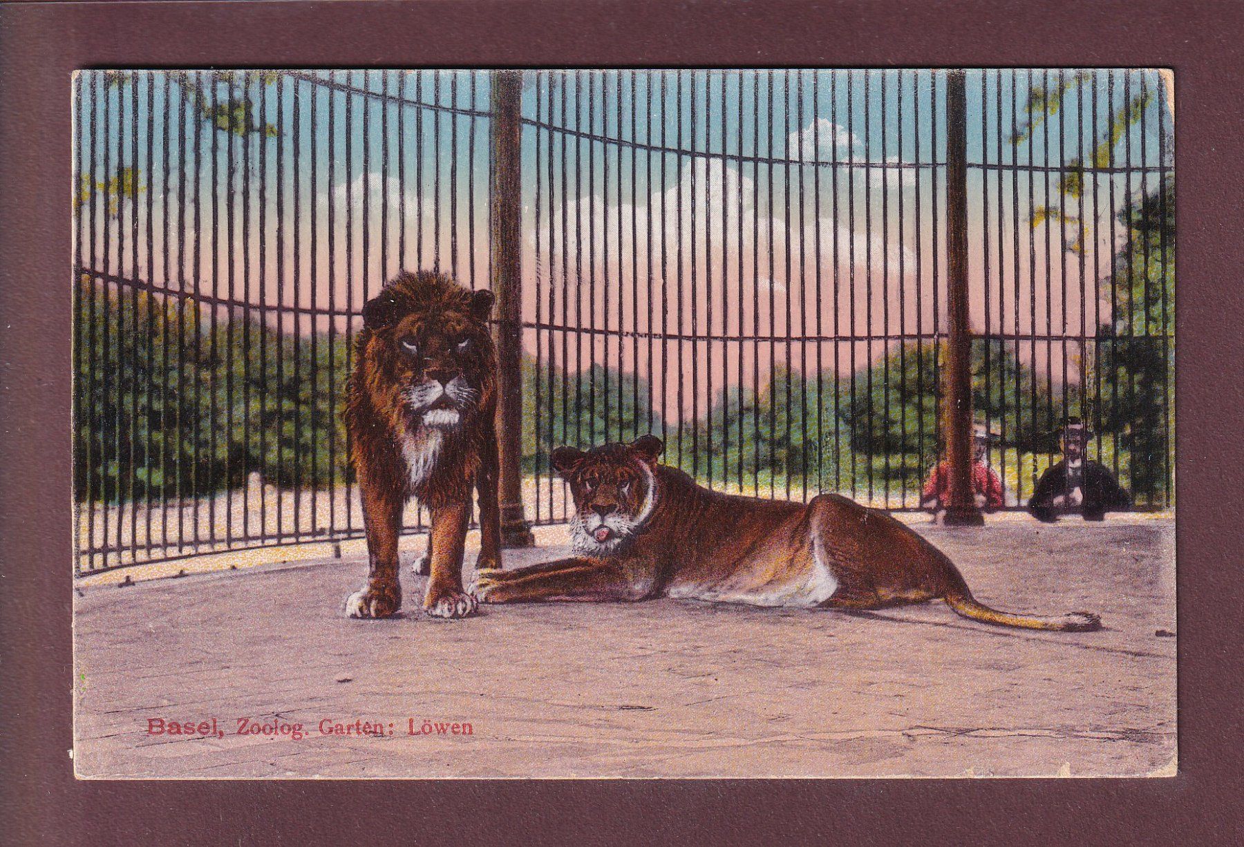 Ansichtskarten: BASEL - Zoolog. Garten - Löwen - 1922 – Gebraucht aus Pully von nicecards