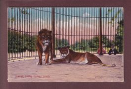 BASEL - Zoolog. Garten - Löwen - 1922