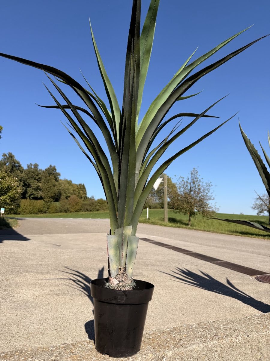Piante & sementi: Agave Kunstpflanze im Topf  – Usato da Eschenbach LU venduto da Syrah3 2