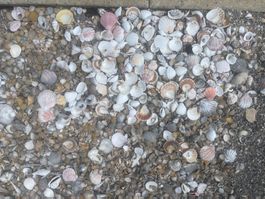 Muscheln Konvolut verschiedene Sorten und Grössen