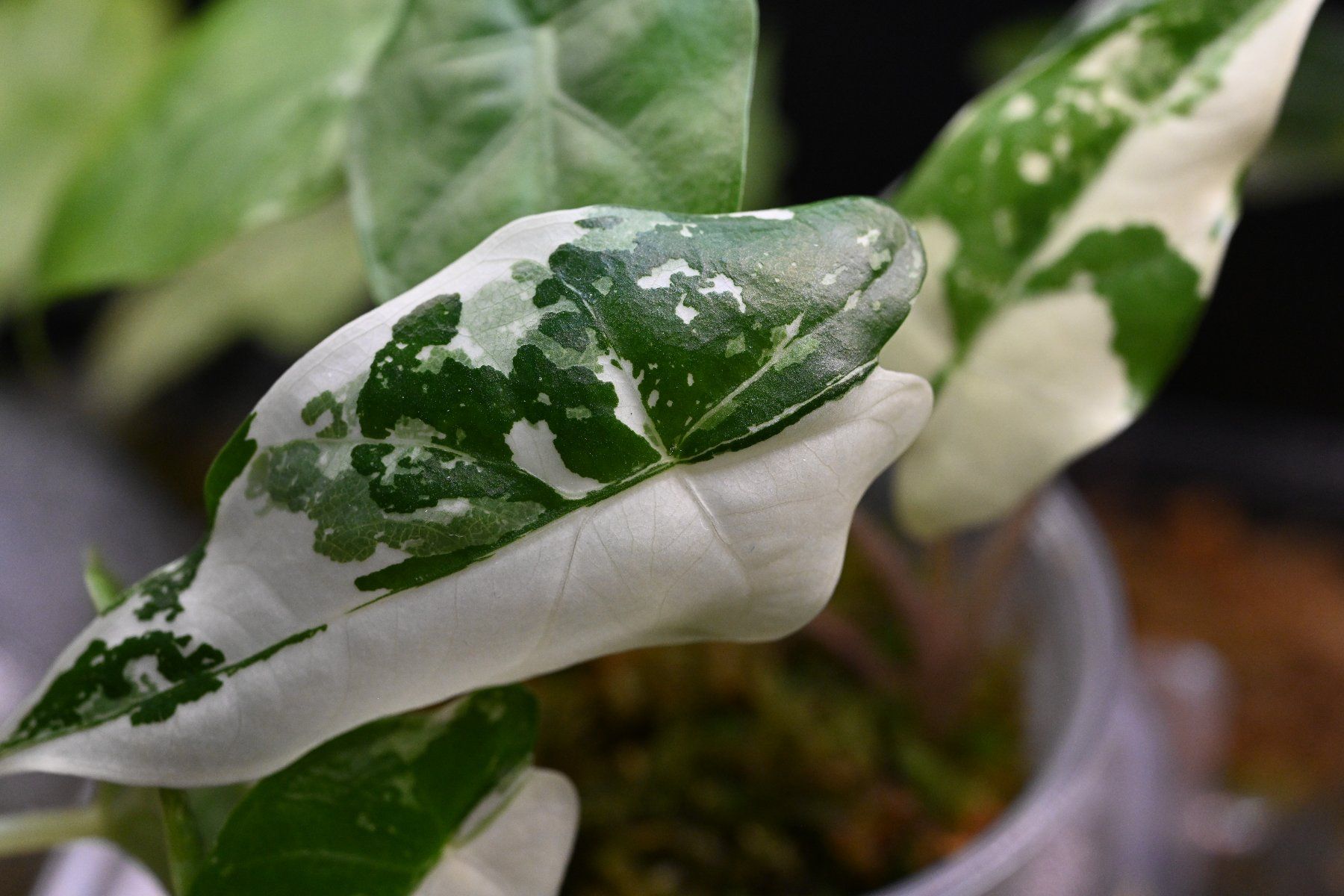 Piante & sementi: Alocasia Flemingiana albo – Usato da Crissier venduto da sleepingmouse 2