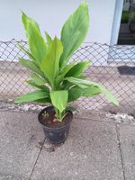 Kurkuma Bio qualität
