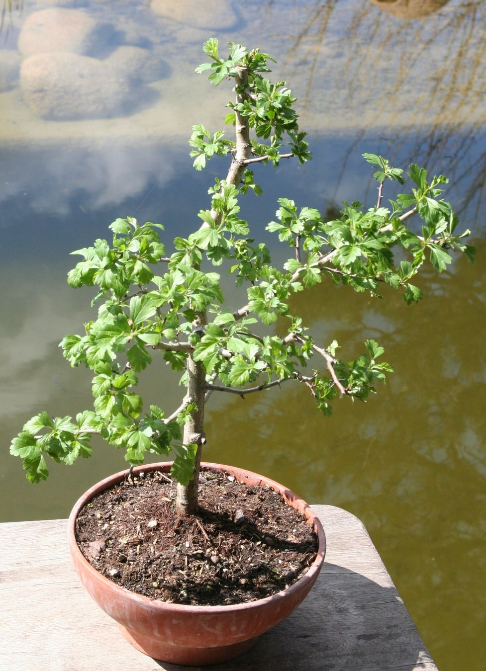 Pflanzen & Samen: BONSAI  -  Weissdorn – Gebraucht aus Gretzenbach von Sikim 1