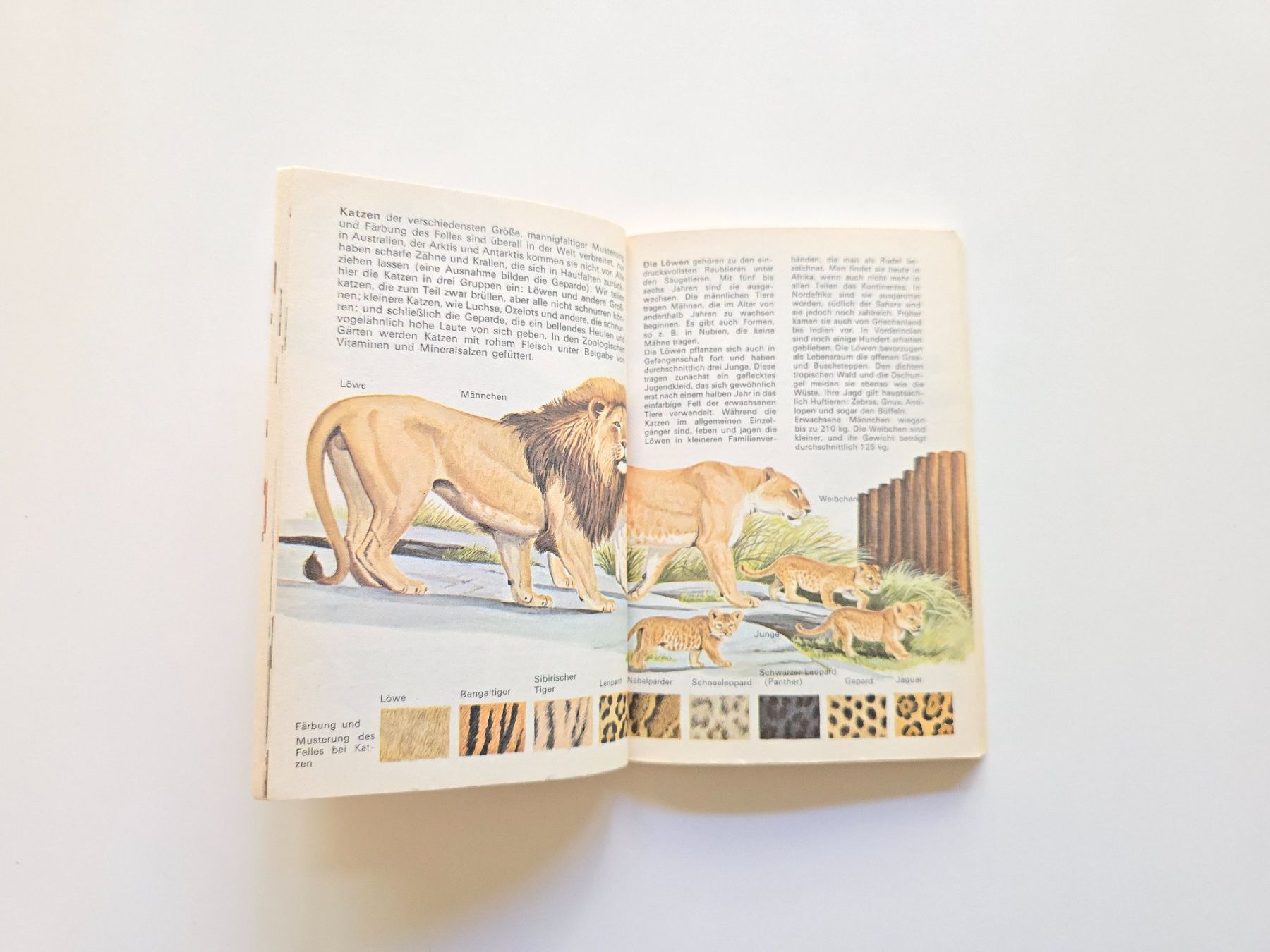 Bücher: Altes Büechli Zootiere 1970 – Gebraucht aus Dättlikon von Wundertuete_ 5