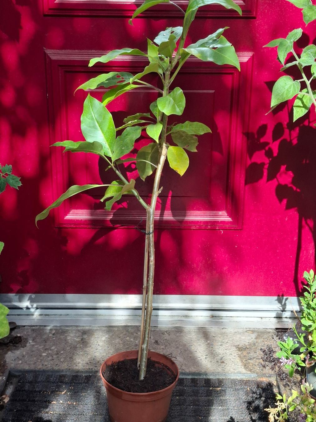 Plantes & graines: Pflanze Solandra maxima – D'occasion à Zürich par esap