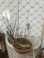 Pfaffenhtchen Rohmaterial Bonsai (Gebraucht) in Suhr fr CHF 50  nur  Abholung auf Ricardo kaufen