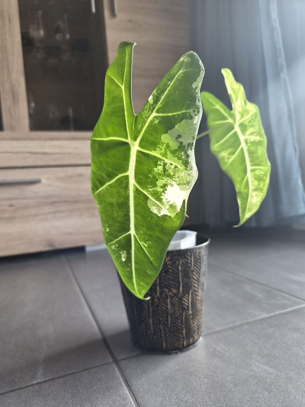 Piante & sementi: Grosse Alocasia Frydek Variegata – Nuovo e nell'imballaggio originale da Aarburg venduto da lau_jtf8 2