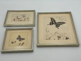 Präparierte Schmetterlinge 3 Stk Schwalbenschwanz