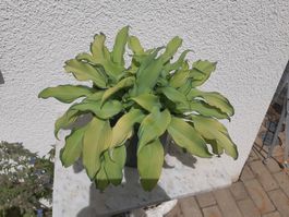 Hosta, Funkie " Curly fries, sehr dekorative gr. Pflanze
