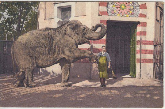Cartoline postali: Zoologischer Garten Basel, 1917 – Usato da Zuerich venduto da OceanLinerPostcards
