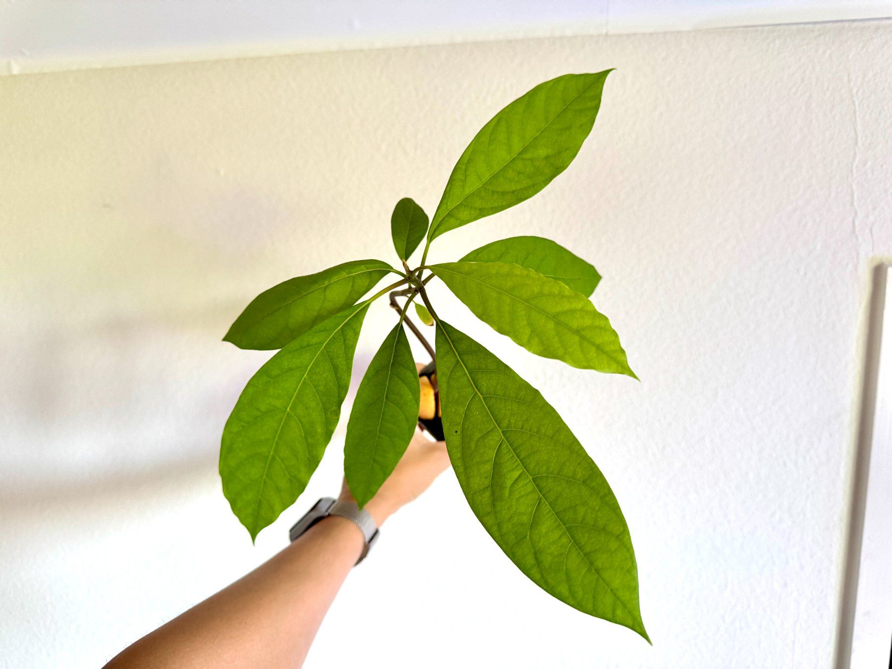 Piante & sementi: Avocado Baum (jungpflanze) – Usato da Schlieren venduto da Edgar_k 7
