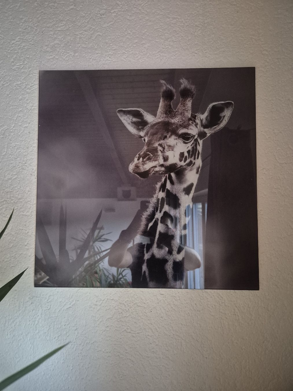 Foto & Immagini: Glas Bild Giraffe 50x50cm – Usato da Schnottwil venduto da Rooneeyy