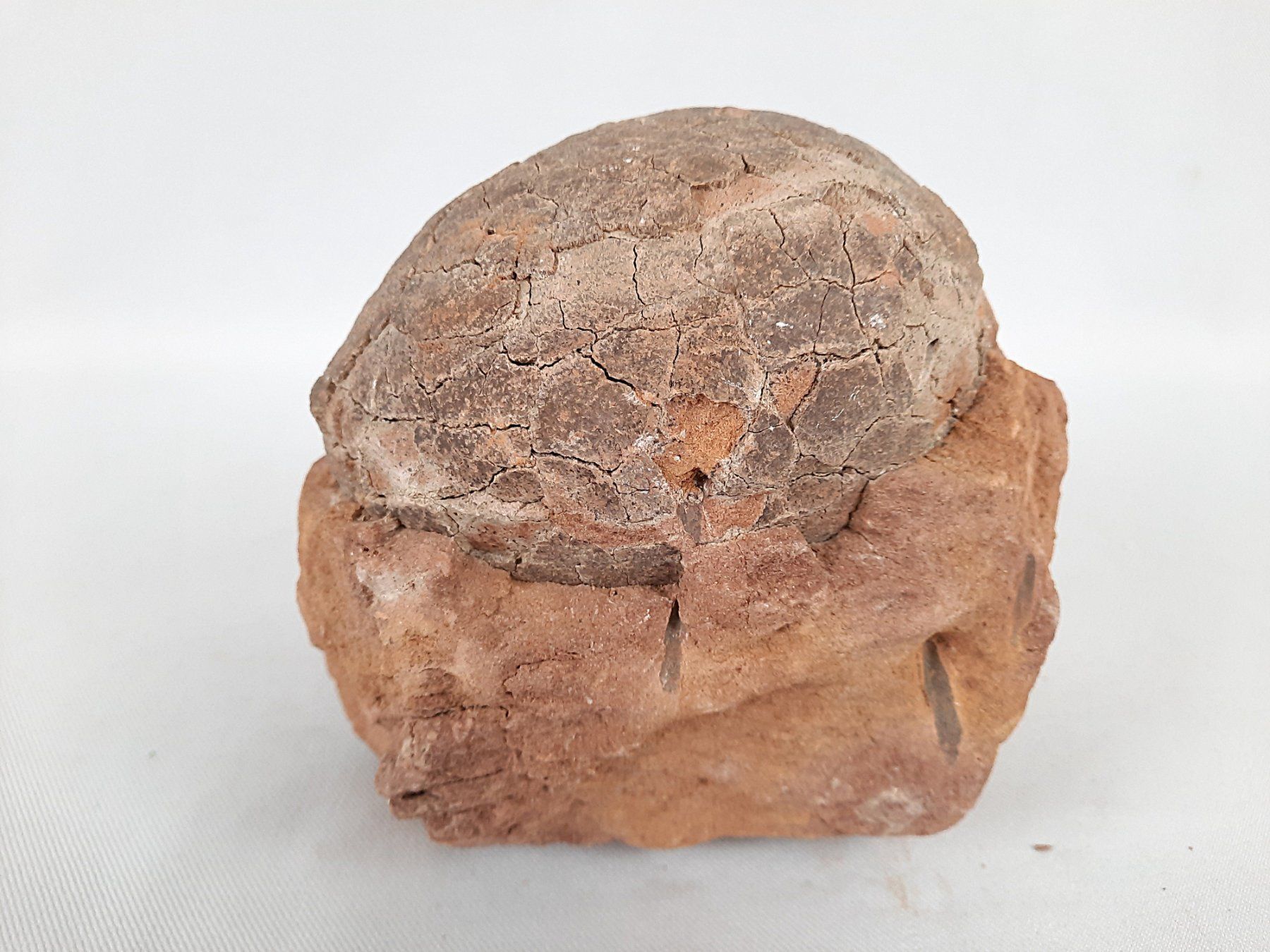 Fossili: Versteinertes Dinosaurier Ei – Usato da Beinwil am See venduto da Restwert_Beinwil