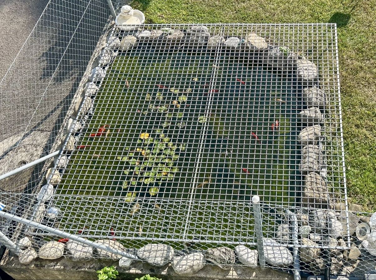 Gitter & Roste: Teichgitter – Gebraucht aus Berg TG von Viper9
