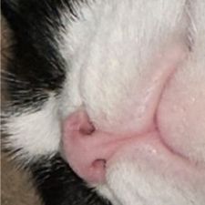 Profile image of brasamare