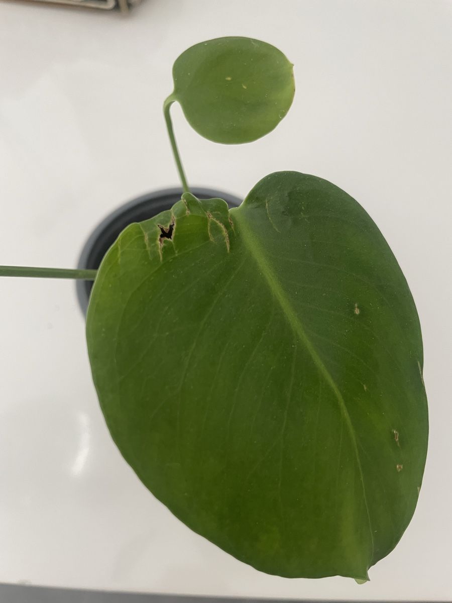Pflanzen & Samen: Baby monstera – Gebraucht aus Bern von adr_62mn 1