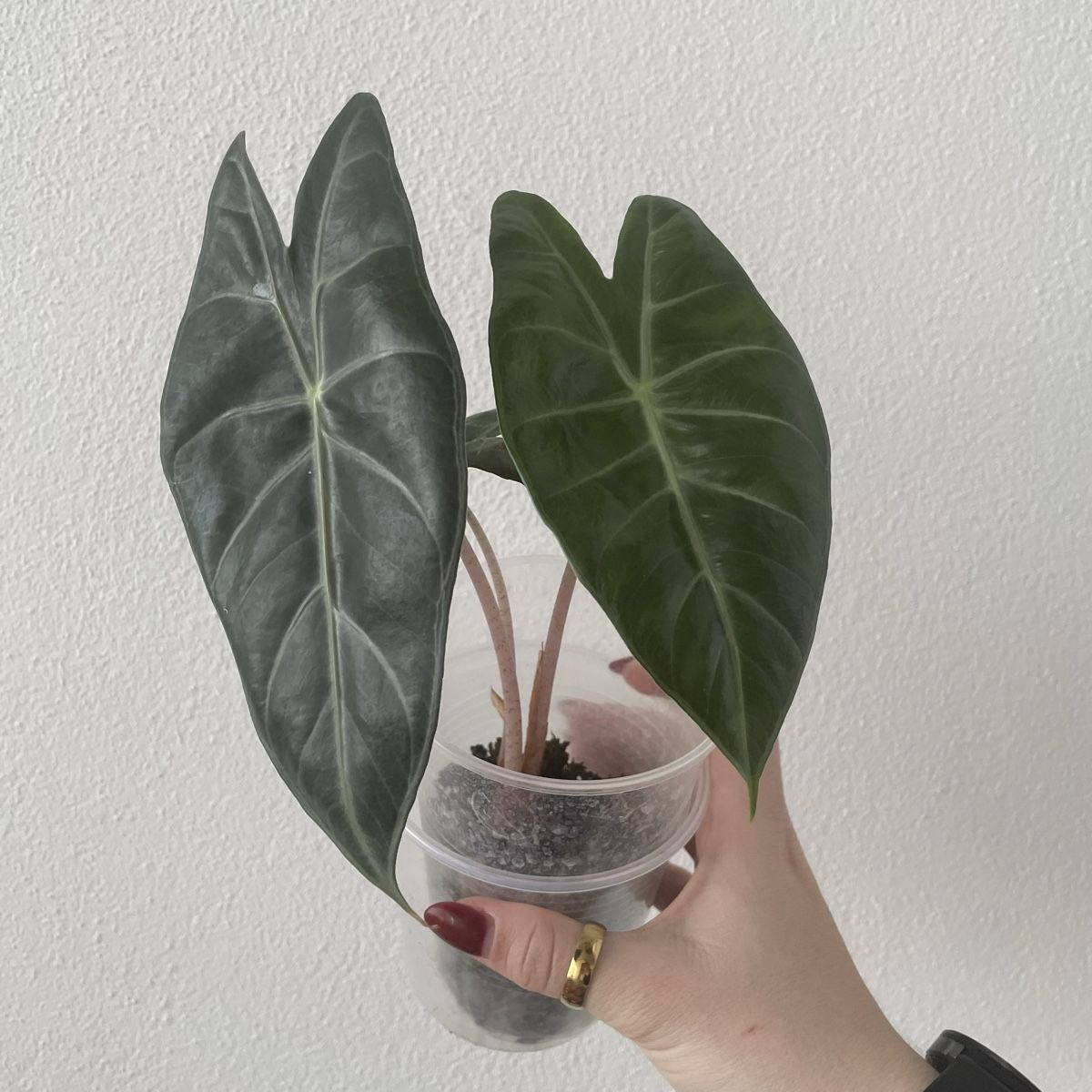 Piante & sementi: Alocasia Pink Dragon – Usato da Suhr venduto da Planted.by.two