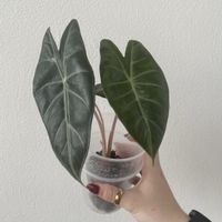Alocasia Pink Dragon