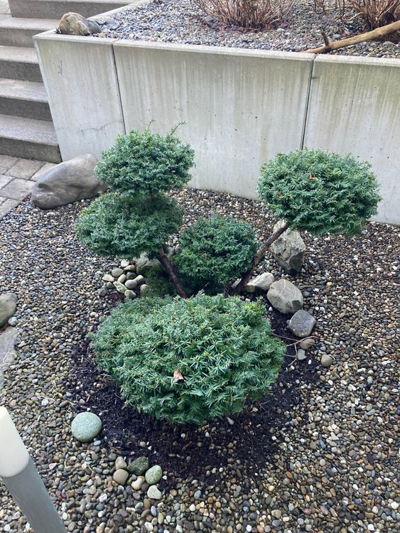 Bonsai (Eibe) Kaufen auf Ricardo