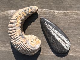 2 Fossilien Ammonit & Orthoceras (Marokko) versteinert