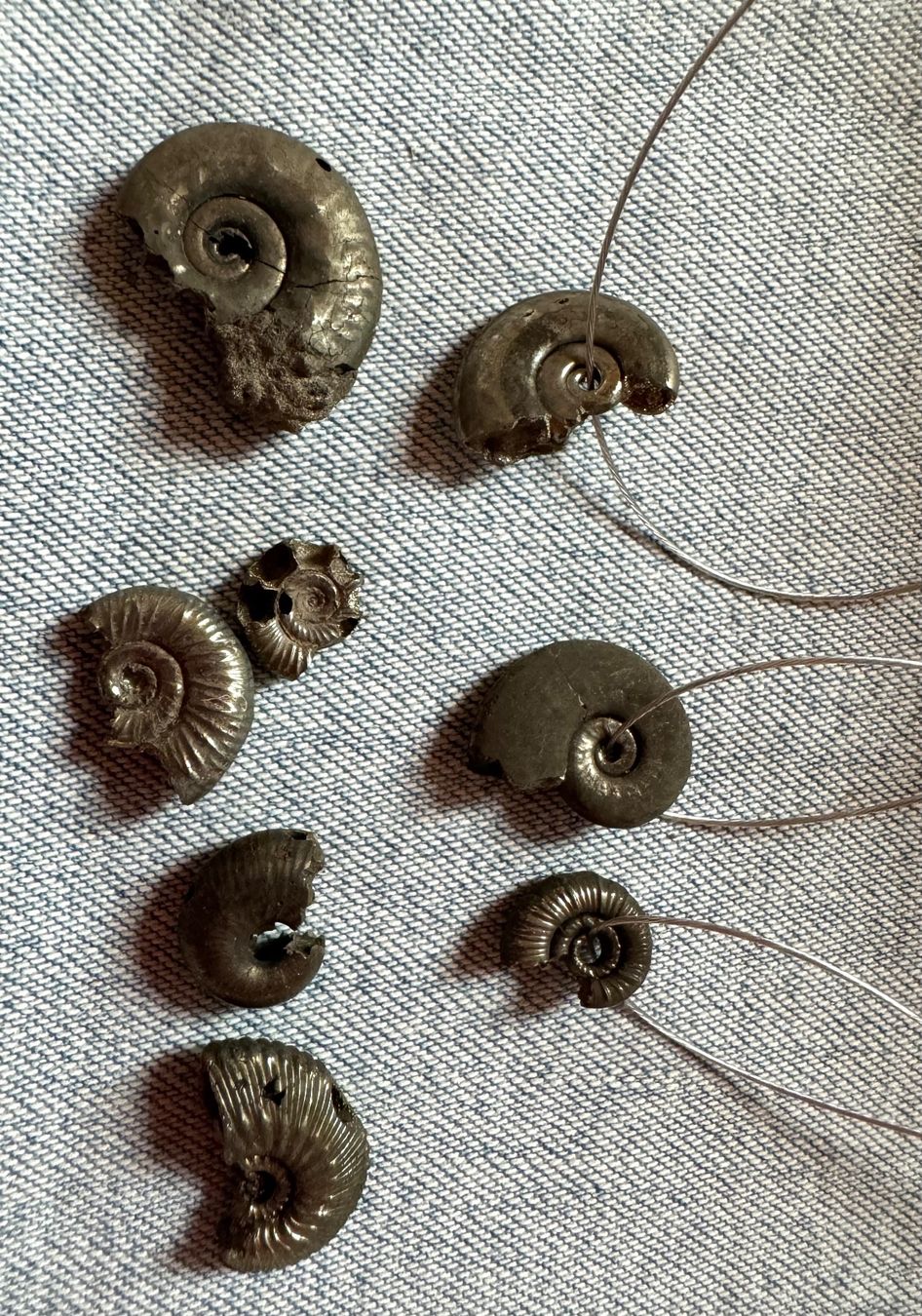 Fossili: Ammoniten Pyritisiert      Restposten  winzig !!!     defect – Difettoso da Leuggern venduto da gemshow 4