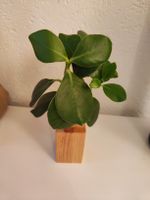 Clusia Rosea Stecklinge mit Wurzeln 