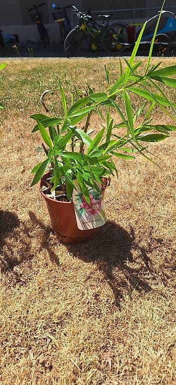 Piante & sementi: Oleander – Usato da Madiswil venduto da Oleander2 1
