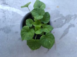 Veilchen , blüht früh im Frühling , einheimisch , mehrjährig