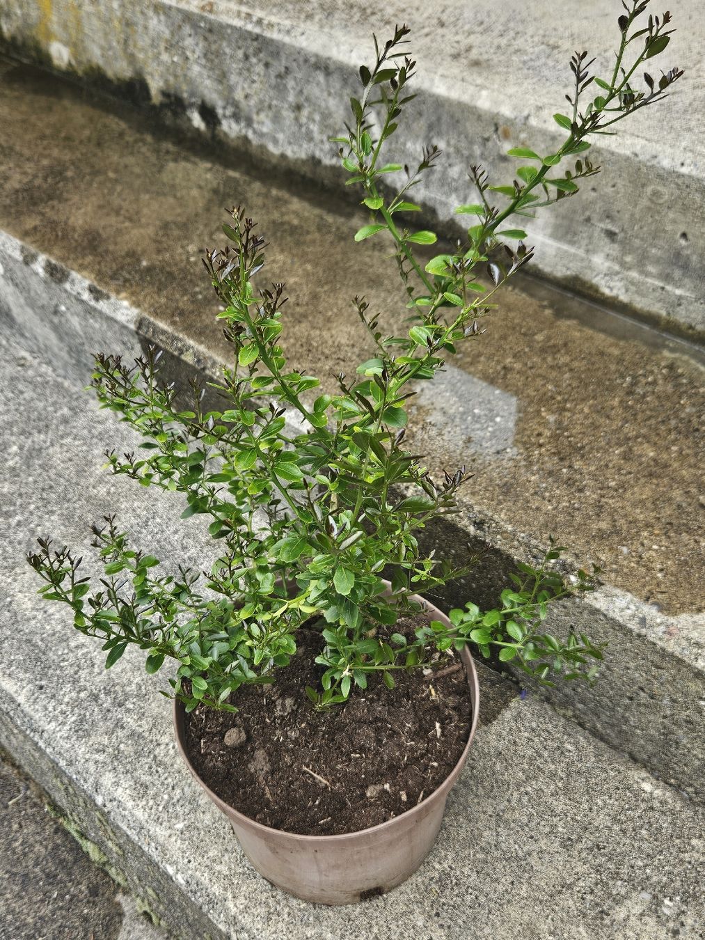 Piante & sementi: Kaviarlimette mit Topf 40cm – Usato da Thun venduto da Brumchli
