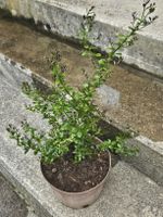Kaviarlimette mit Topf 40cm