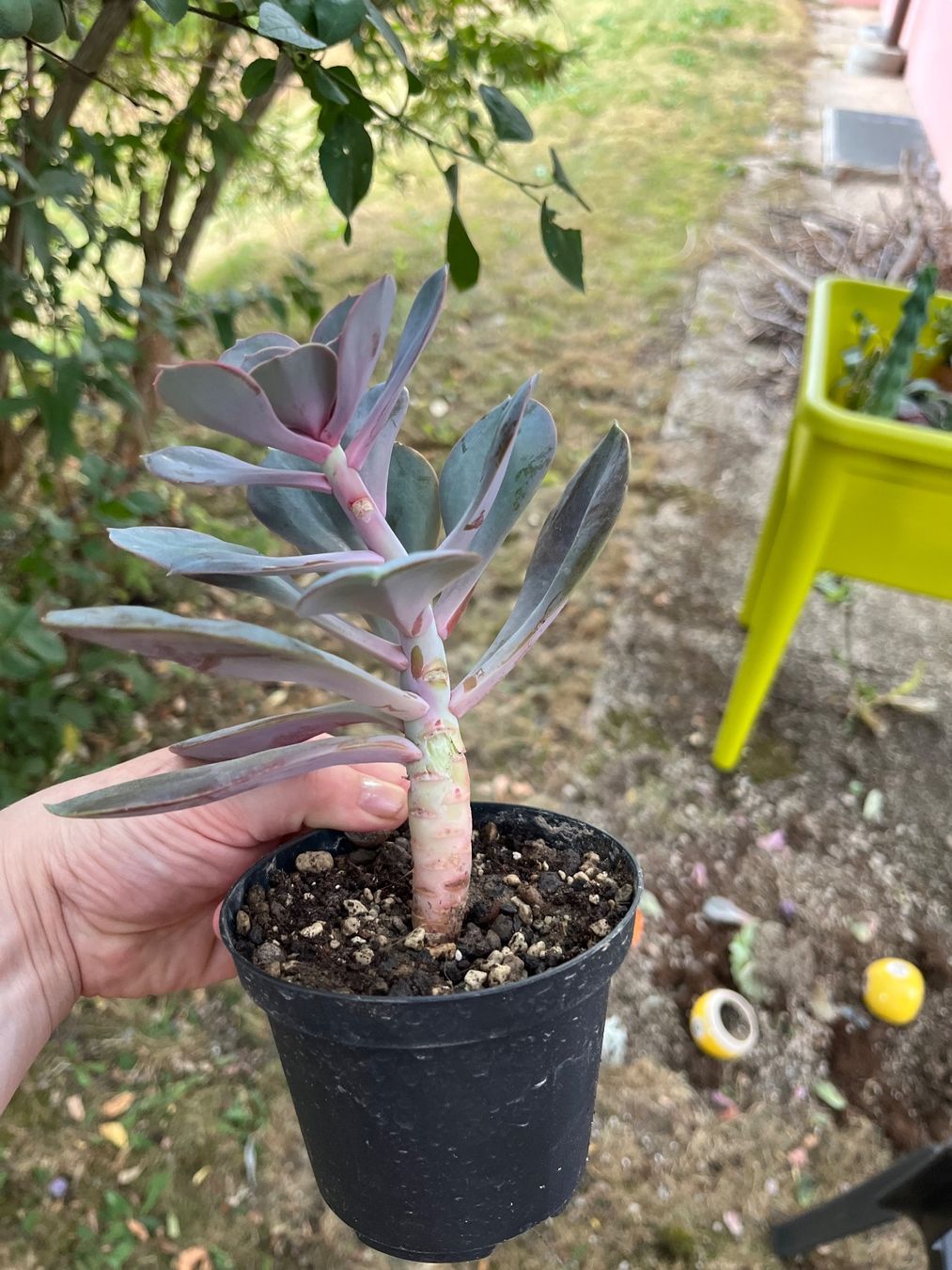 Pflanzen & Samen: Echeveria plante succulente cactus – Gebraucht aus Porrentruy von Madamebovary 2