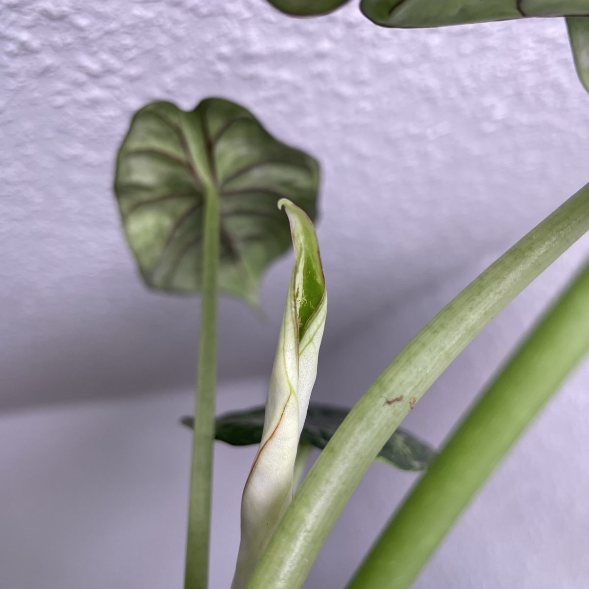 Piante & sementi: Alocasia Dragon Scale mint variegata – Usato da Suhr venduto da Planted.by.two 1