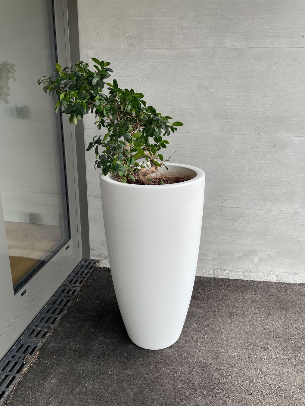 Blumentöpfe: Blumentopf inkl. Bonsai – Gebraucht aus Appenzell Steinegg von trachsler1978