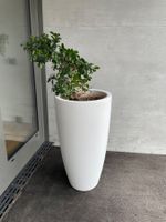Blumentopf inkl. Bonsai