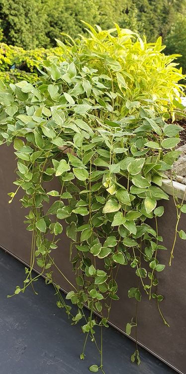 Plantes & graines: Pflanze Bodendecker Variengata immer grün Garten – Neuf (Voir description) à Stansstad par InStyle8 8