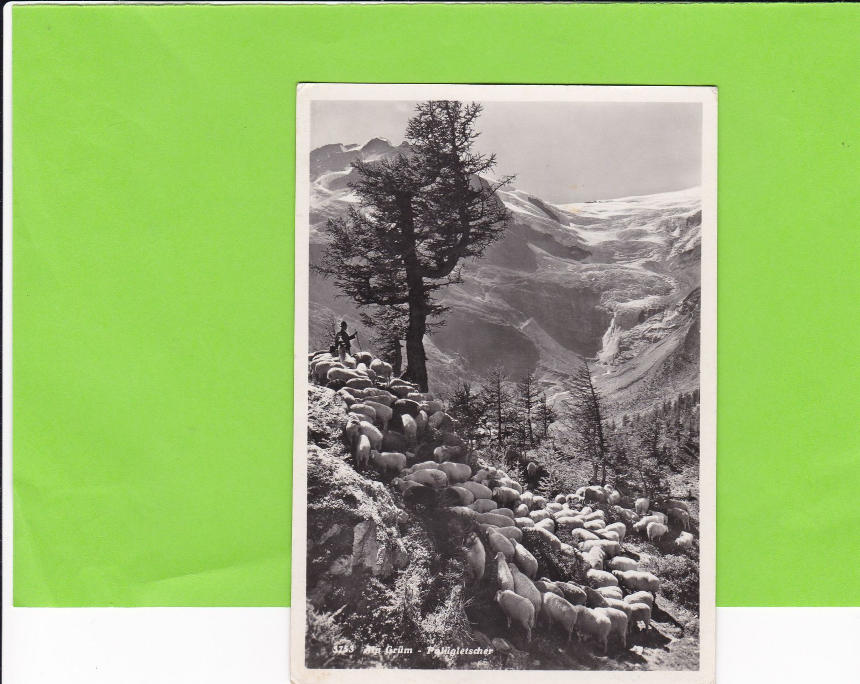 Cartoline postali: Schafherde auf Alp Grüm – Usato da St. Peterzell venduto da neckertal