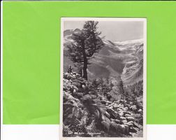 Schafherde auf Alp Grüm