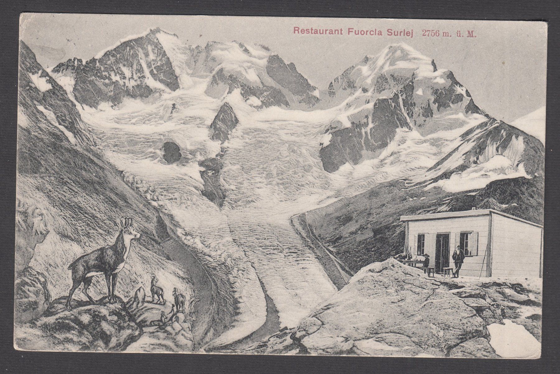 Cartoline postali: Originale alte Ansichtskarte Fuorcla Surlej mit Gemsen! – Nuovo (secondo la descrizione) da Brienz BE venduto da Diliplunz